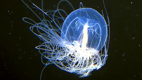 Meduza rosie, singura vietate nemuritoare de pe Pamant (Poze)