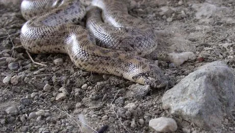 Boa de nisip a reapărut în România, după o ”pauză” de 77 de ani