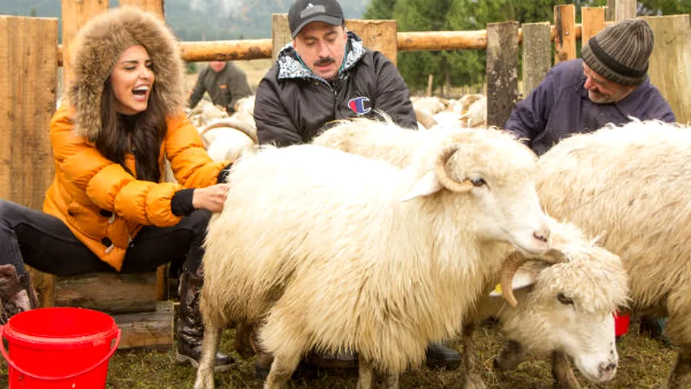 Lavinia Pârva şi Romică Ţociu au râs cu lacrimi la mulsul oilor
