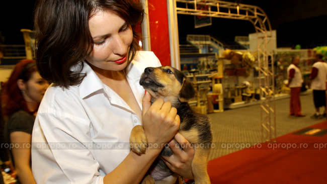 Catelus oferit spre adoptie