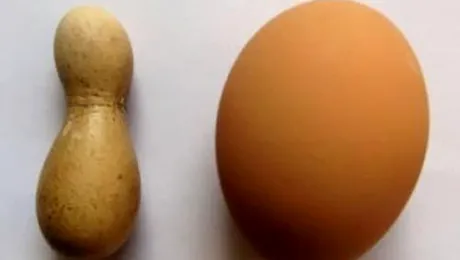 Oul-popica, „surpriza” unei gaini din China