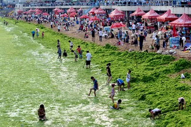 alge litoral china