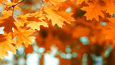 Vremea. Apropo.ro: Prognoza meteo pentru vineri, 8 noiembrie 2013