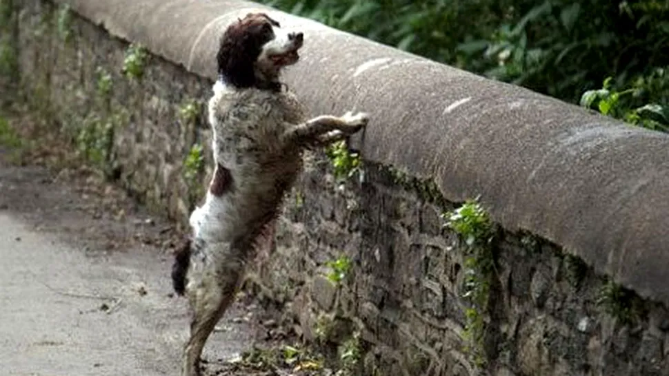Podul din Scoția unde câinii aleg să se sinucidă