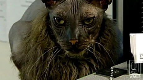 Pisica-liliac, cea mai urata felina din lume (VIDEO)