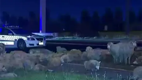 „Ploaie” de oi pe o autostradă australiană