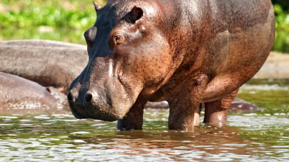 De ce hipopotamul a fost denumit astfel?