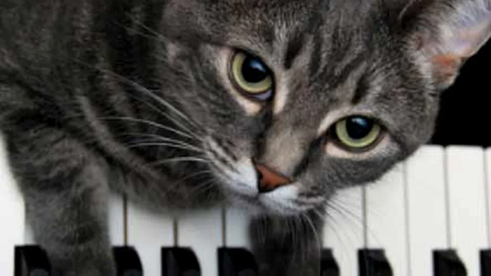 Pisicuta Nora canta la pian! (video)