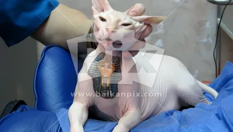 Pisica tatuata cu chipul lui Tutankhamon! (poze)