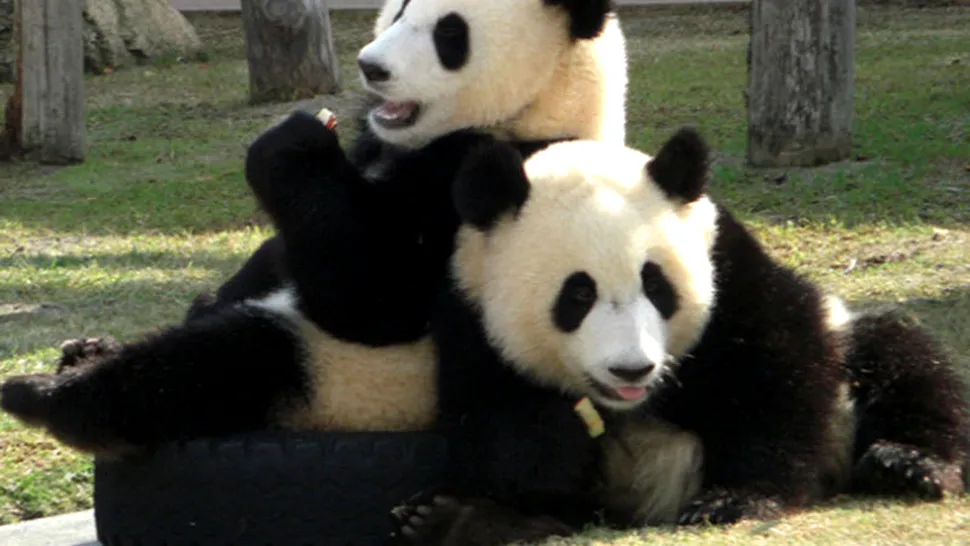 Toate exemplarele de panda uriaș din lume aparțin Chinei!