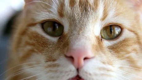 Motanul Tommy a traversat inot Canalul Manecii din Franta pana in Marea Britanie