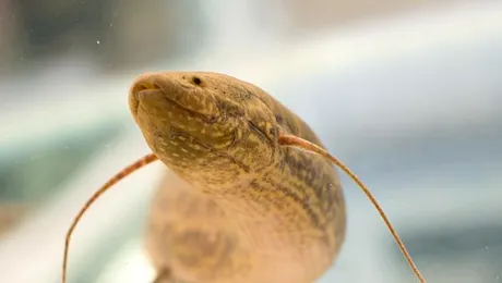 Poate un pește să trăiască pe uscat?