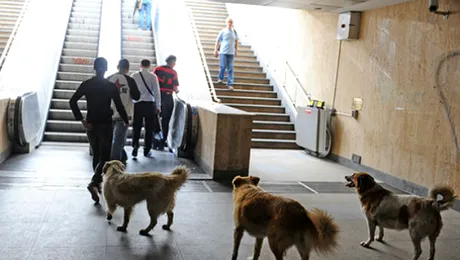 ASPA: 16.000 de maidanezi adoptați și tot atâția eutanasiați, mai puțini oameni mușcați