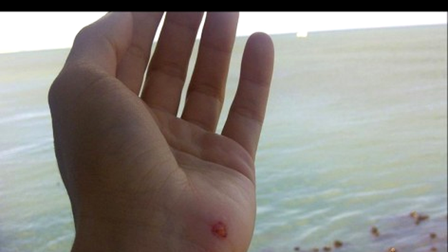 shakira muscata de leul de mare (facebook)