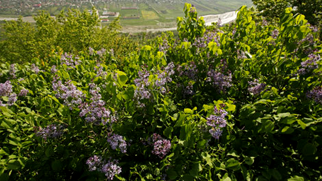 Dealul cu Lilieci Cernățești, Buzau, foto: MediafaxFoto