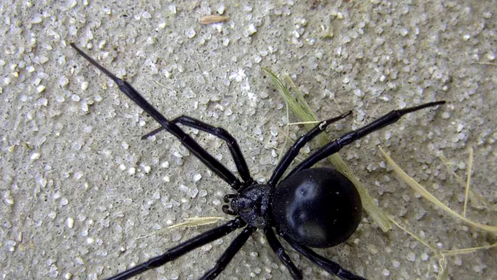 6 dintre cei mai periculoși păianjeni