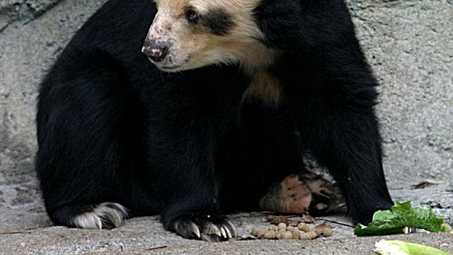 dolores inainte sa ii cada parul