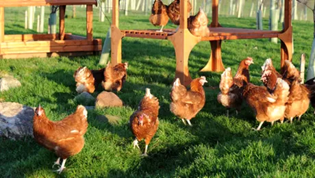 Cercetătorii britanici șochează din nou: Găinile sunt „mai deștepte decât copiii”