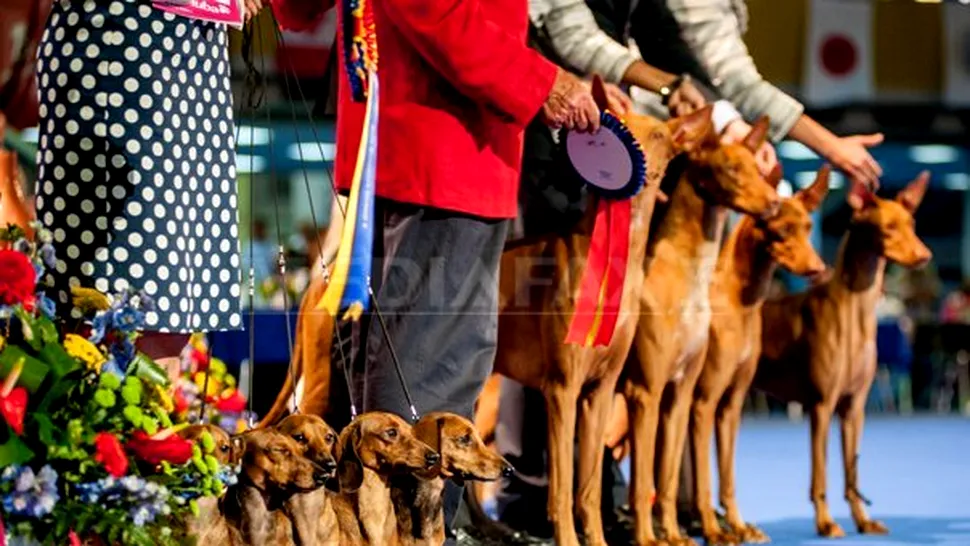 Euro Dog Show 2012: Cei mai scumpi câini din lume au venit în România (Poze)