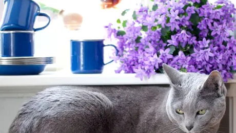 În Londra va fi deschisă o cafenea pentru pisici