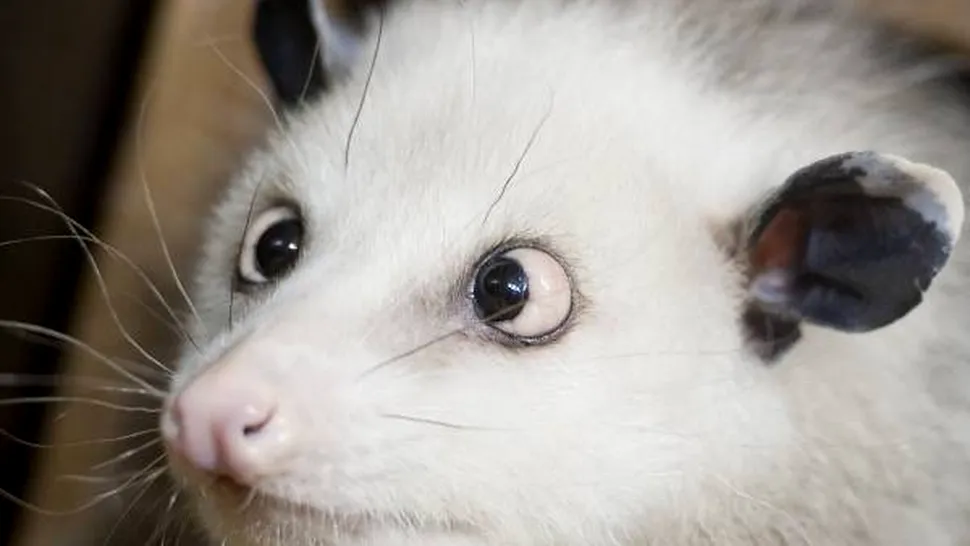 Oposumul sasiu, vedeta unei gradinii zoologice din Germania (Poze)