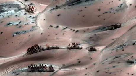 Exista copaci pe Marte? (poze)