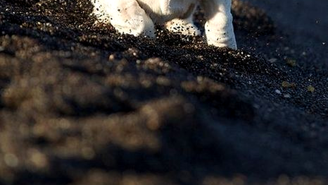 Cati alti caini isi pot vedea ca mine limba?