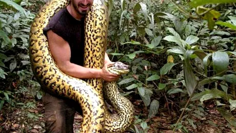 Experiment reușit: A supraviețuit după ce a fost înghițit de un șarpe anaconda