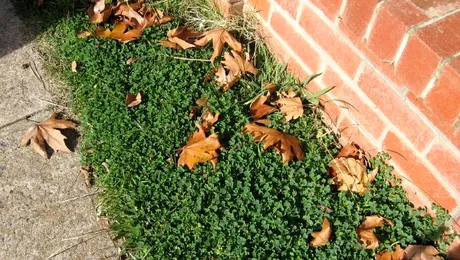 Vremea Apropo.ro: Toamna vine tiptil