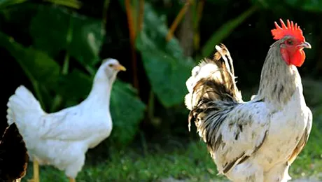 Hotelul de cinci stele… pentru găini (Video)