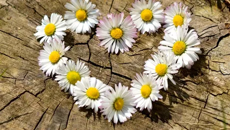 Margaretele – curiozități și semnificații