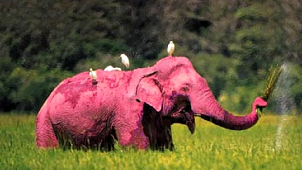 Elefantul roz, descoperit in Botswana