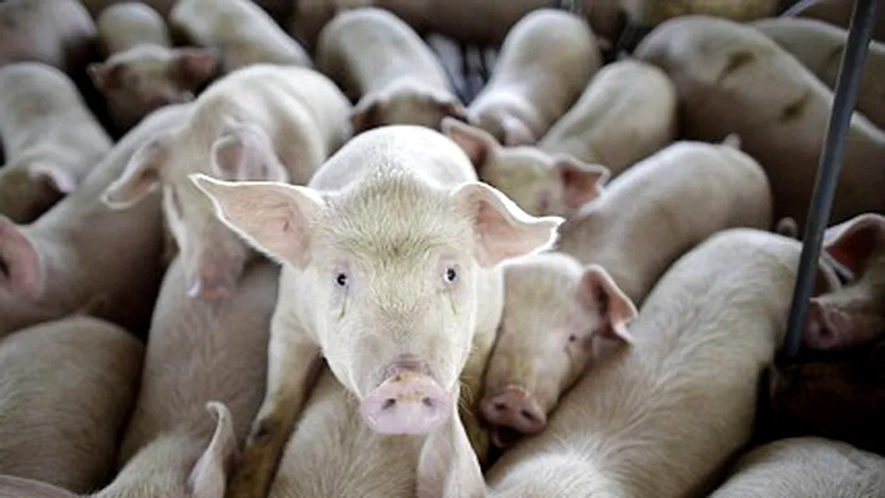 Gripa porcina: pandemie, psihoza si alte amenintari