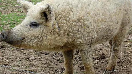 „Oaia cu sorici” chiar exista!