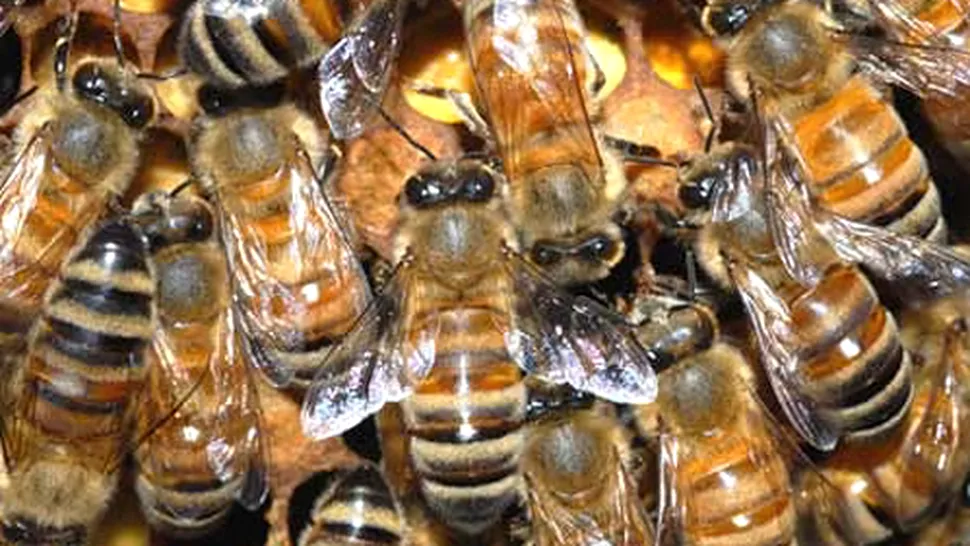Un cuplu a găsit în casă un stup cu peste 40.000 de albine (Video)