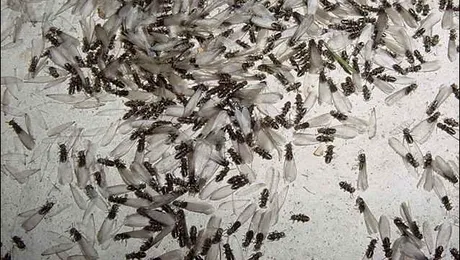 Cine mai fură bani din băncile indiene