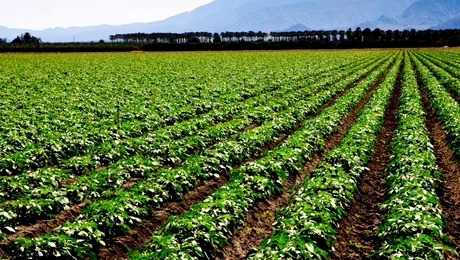 Combinația bună dintre căldura necesară creșterii plantelor și ventilația corespunzătoare duce la cele mai bune rezultate!