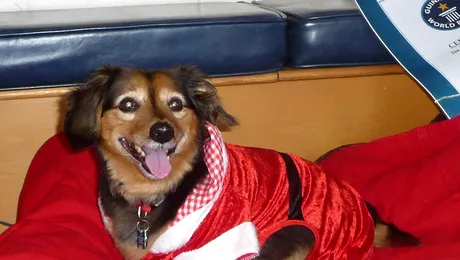 A murit Otto, cel mai batran caine din Marea Britanie