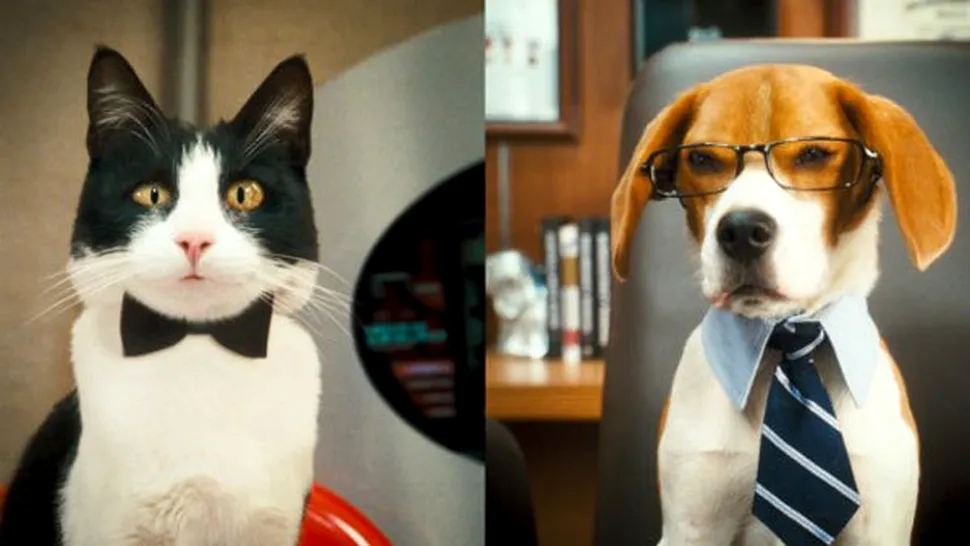 Câini şi pisici: Răzbunarea lui Kitty Galore 3D