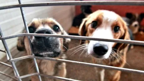 Cainii maidanezi pot fi eutanasiati! Legea a fost adoptata