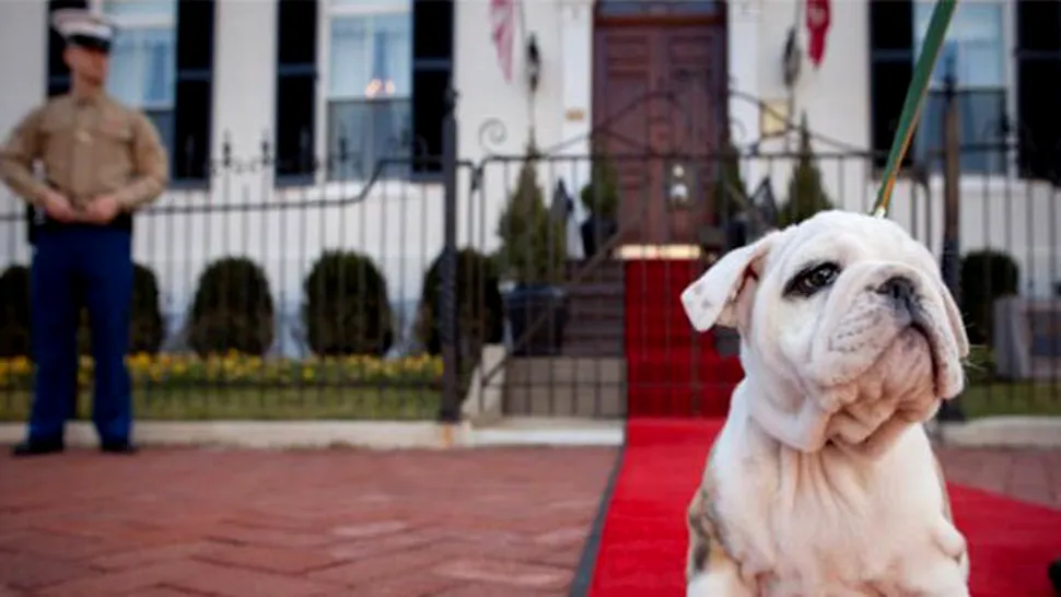 Iată viitoarea mascotă a Pușcașilor marini