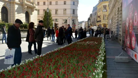 Covor de flori, din 15.000 de lalelele, expus în Centrul Vechi din București