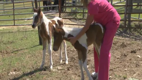 Raritate: o iapă a născut doi mânji gemeni