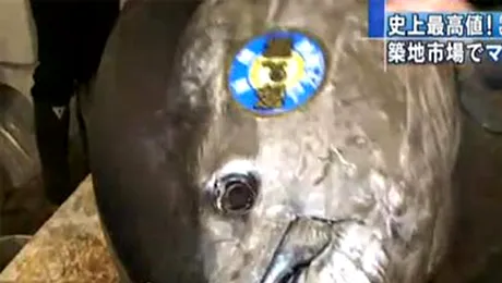 Un ton rosu de 342 kg s-a vandut in Japonia pe 396.000 $