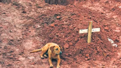 Un catel din Brazilia plange de trei zile la mormantul stapanei sale