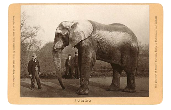 Jumbo - primul elefant de circ