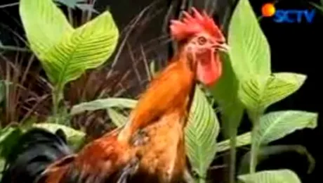 Vezi cocosul care rade in fata crizei economice! (Video)