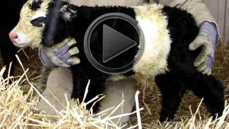 „Vitelul-panda”, cel mai nou animal de companie (Video)