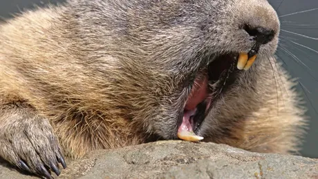 Secrețiile castorilor, substitut pentru vanilie în deserturi