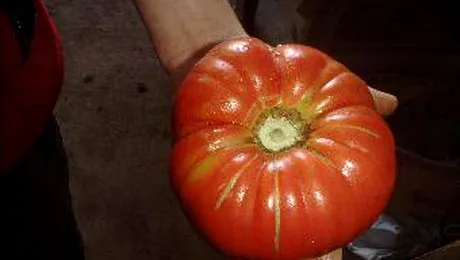 Legume monstru semanate in spatiu